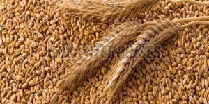 A Grade Wheat Seed