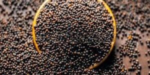 Black Mustard Seeds