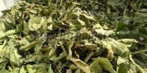 Dry Curry Leaves