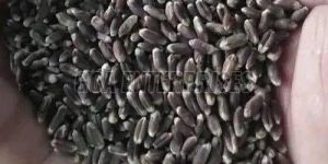 Natural Black Wheat Seeds
