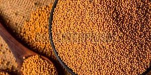 Yellow Mustard Seeds