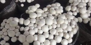 Fresh White Button Mushroom