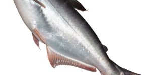 Pangasius Fish