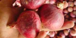 Fresh Red Onion