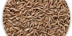 Cumin Seed Jeera