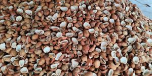 A Grade Coconut Copra for Oil