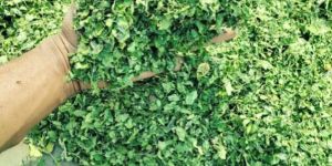 Moringa Leaf