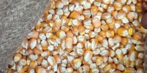 Yellow Maize