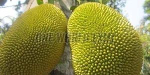 a Grade Jackfruit