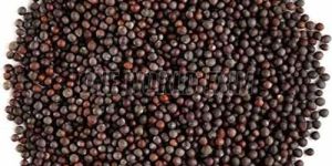 A Grade Whole Mustard Seeds