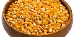a Grade Yellow Maize