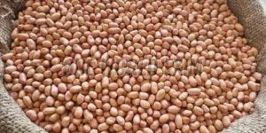 Long Groundnut Kernel