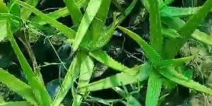 Aloe Vera Plant
