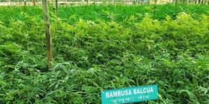 Tissue Culture Bambusa Balcooa Plant