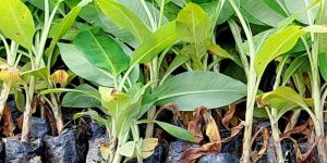 G9 Banana Plants