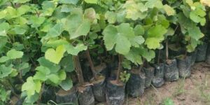 Grapes Plants