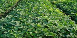 Green Karanj Plant