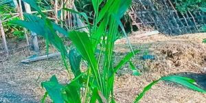 Green Palm Oil Plant