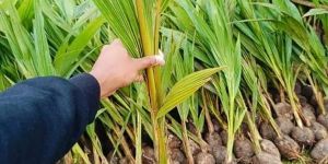 Hybrid Coconut Plants