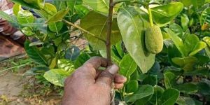 Jackfruit Plants