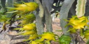 Yellow Dragon Fruit Plant