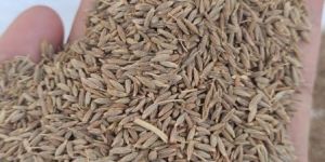 Cumin Seed Jeera