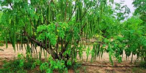 Moringa Leaf