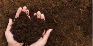 Vermicompost