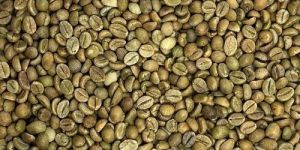 C Grade Arabica Cherry Coffee Beans