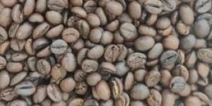 C Grade Washed Robusta Roasted Coffee Beans