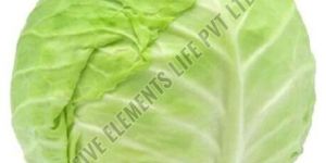 a Grade Fresh Green Cabbage