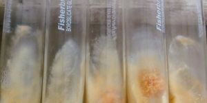 Culture Seed Cordyceps Militaris