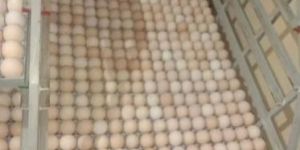 Broiler Hatching Eggs
