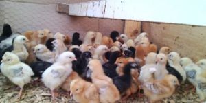 Kuroiler Chicks