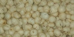 Raw Makhana