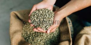 Dried Green Coffee Beans