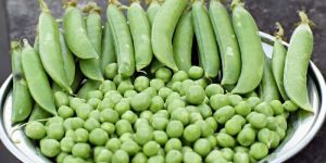 Fresh Green Peas