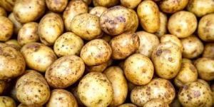 a Grade Brown Potato