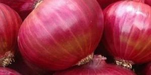 Big Size Red Onion