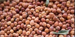 Toor Dal Seeds