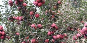 Kashmiri Apple