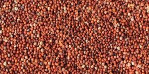 Finger Millet Seeds