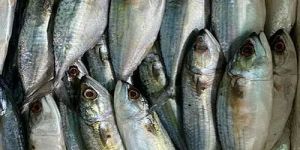 Frozen Mackerel Fish