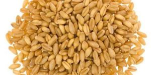 Lokwan Wheat Grains