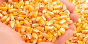 A Grade Yellow Corn