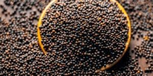 dry yellow mustard seeds