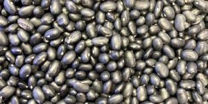 fresh black beans