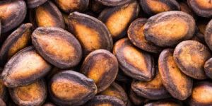 organic black brown watermelon seeds