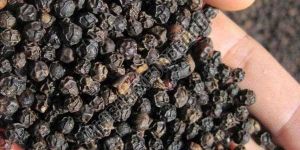 Black Pepper Seeds