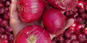 Red Onion